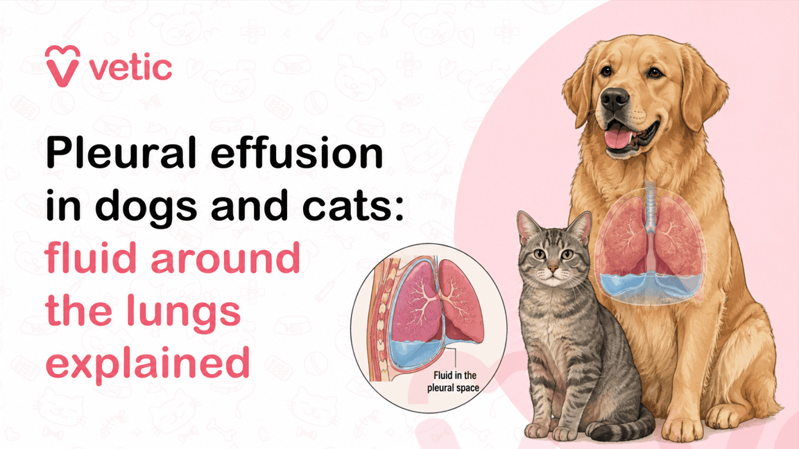 Pleural Effusion in Dogs: Fluid Around the Lungs Explained