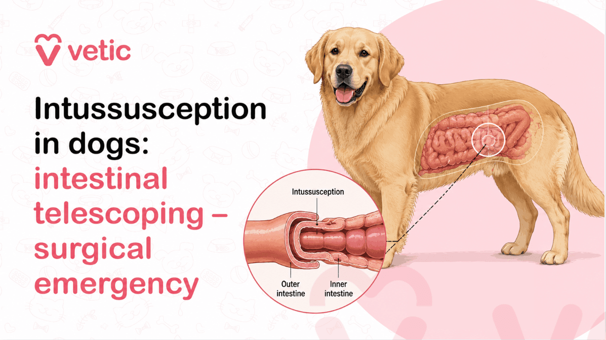 Intussusception in Dogs: A Surgical Emergency You Should Not Ignore