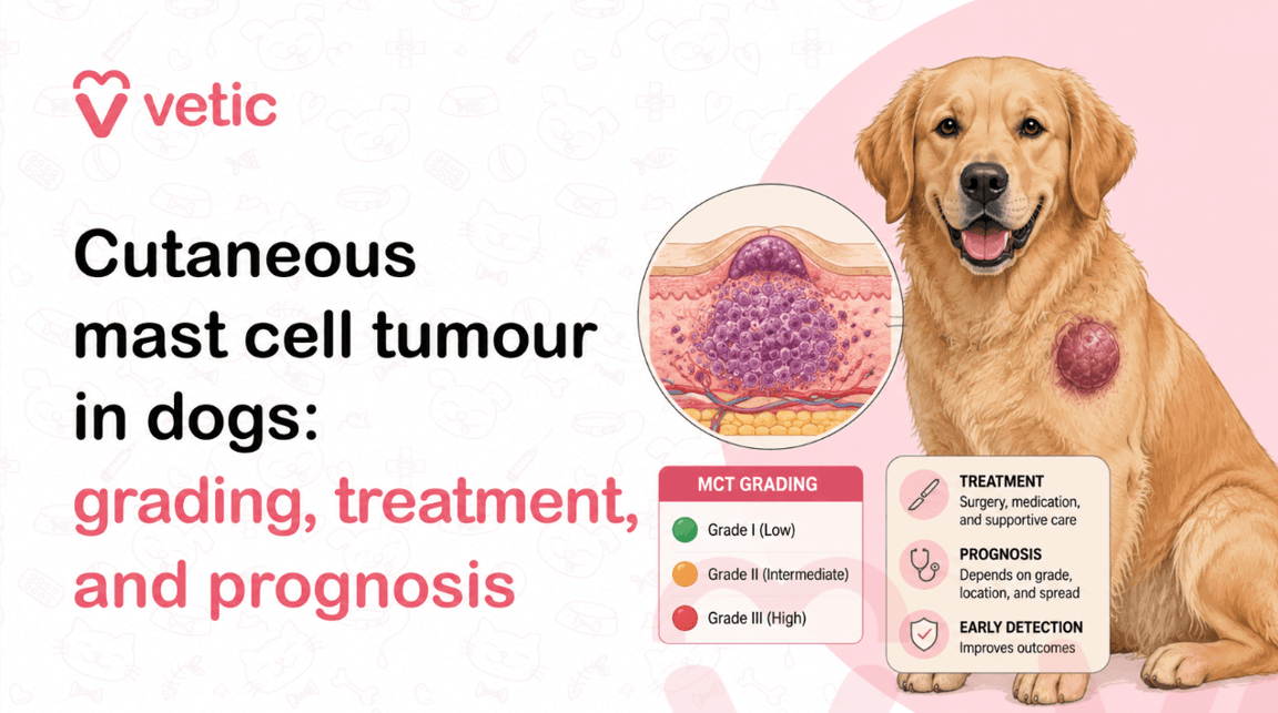 Mast Cell Tumour in Dogs: Grading, Treatment, and Prognosis Explained