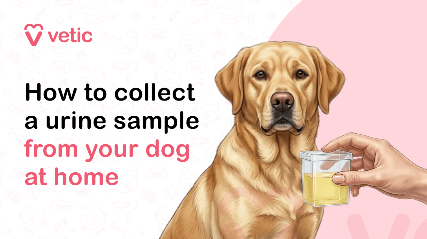 How to Collect a Urine Sample from Your Dog at Home